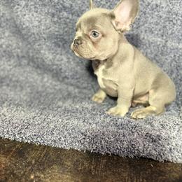 Finn - Tricolors male French Bulldog puppy in Minco, Oklahoma from Findley’s Furbabies