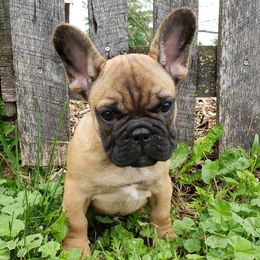 French Bulldogs and German Shepherds from Windy Hill