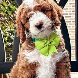 Boy 2 - Goldendoodle puppy in Florence, South Carolina from Candy Doodles