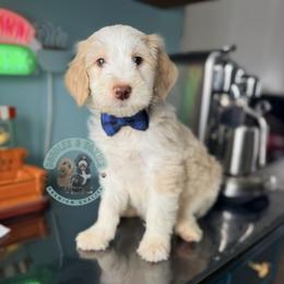 Kris Kringle - White male Sheepadoodle puppy in Marion, Ohio from Doodles & Doxies