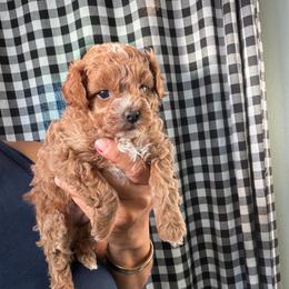 Lady  Mika - Apricot female Maltipoo puppy in Southern,, California from Maltipoo Tiny Pups & More