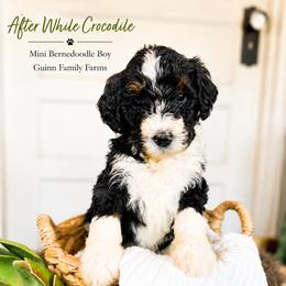 After while crocodile - Tri-color male Bernedoodle puppy in Grove, Oklahoma from Guinn Family Farms