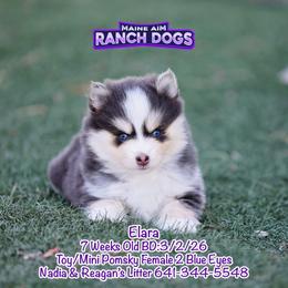 Elara - Blue female Pomsky puppy in Humeston, Iowa from M.A.R. Dogs