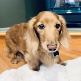 King - Dachshund