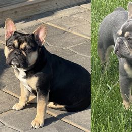French Bulldog puppies from K&J Frenchies
