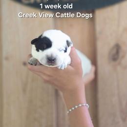 Boy 1 - Blue male Australian Cattle Dog puppy in Monroe, North Carolina from Creek View Cattle Dogs