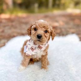 Koda Bear - Apricot male Goldendoodle puppy in Jamestown, Kentucky from Dreamy Goldendoodles