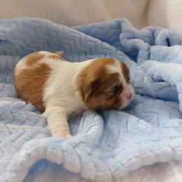 Gonzo Muppet - Gold and white male Shih Tzu puppy in Buffalo, New York from Shih Tzu's by Jen