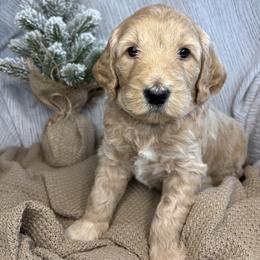 Teal - Apricot female Goldendoodle puppy in Newnan, Georgia from Old Line Doodles