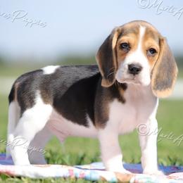 AKC 'Duncan' - Black tan and white male Beagle puppy in Lamar, Missouri from Marti Acres ~ Boston Terrier & Beagles