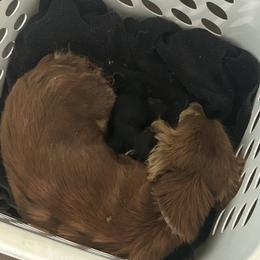 Dachshund puppies from Lakeway Farms