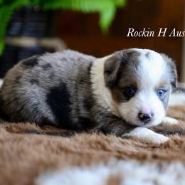 Bmf 2 - Blue merle female Toy Australian Shepherd puppy in Russellville, Arkansas from Rockin H Aussies