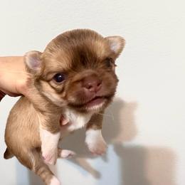 Chocolate Diva ( pending ) - Chocolate sabled fawn female Chihuahua puppy in Santa Rosa Beach, Florida from Eva's Chihuahua
