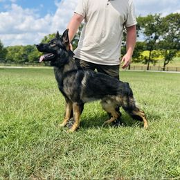 Convict - German Shepherd