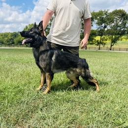 Convict - German Shepherd