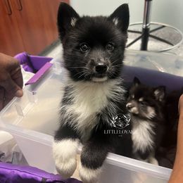 Tikaani - Black and white female Pomsky puppy in Riverside, California from LittleLoyalzLLC