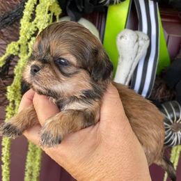 Shih Tzus from Boujee Tzus