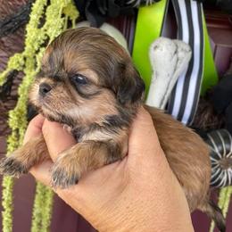Shih Tzus from Boujee Tzus