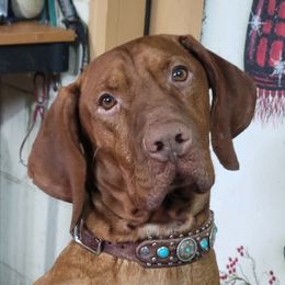 Inchie - Vizsla