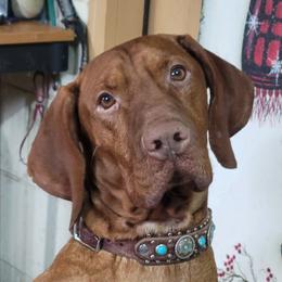 Inchie - Vizsla