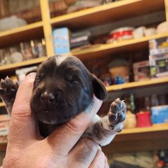 Deutsch-Drahthaar Puppies from vom Cornerstone