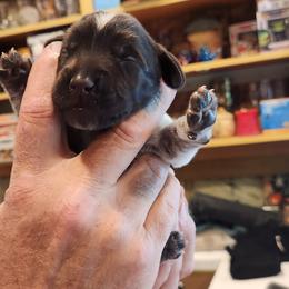 Deutsch-Drahthaar Puppies from vom Cornerstone