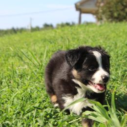 Girl 2 - Black tri female Miniature Australian Shepherd puppy in Wartrace, Tennessee from Whiskey Land Aussie's