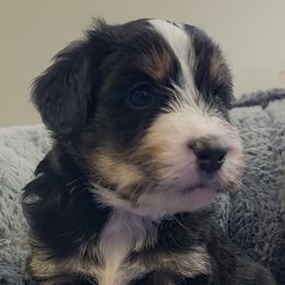 Australian Mountain Doodle, Bernedoodle, Companion Cross, and Shihpoo Puppies from Perfect Companion Puppies