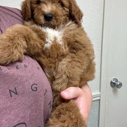 Goldendoodle Puppies from Mini Goldendoodles of New England