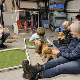 Golden Retriever Puppies from Geronimo Golden Retrievers