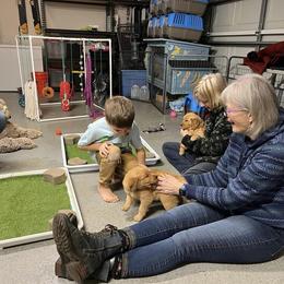 Golden Retriever Puppies from Geronimo Golden Retrievers