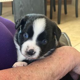 Girl 1 LW-Kia - Black & white female Miniature Australian Shepherd puppy in Norco, California from River Springs Aussies
