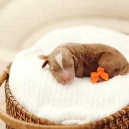 Zinnia - Red  female Goldendoodle puppy in Rio Linda, California from GoldendoodlePaw