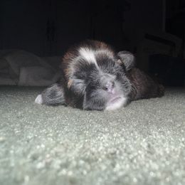 Girl 1 - Brindle and white female Shih Tzu puppy in Hampstead, Maryland from Shawny's Shih Tzus