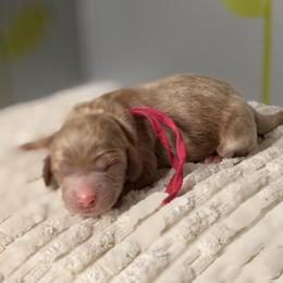 Pink - Apricot female Australian Labradoodle puppy in Citrus Heights, California from Elite Blend Labradoodles