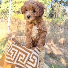 Summer - Red  female Goldendoodle puppy in Battleground, Washington from Doodles Delight PNW