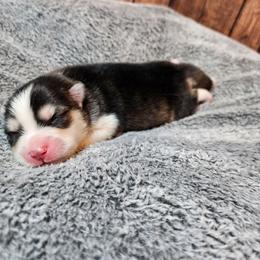 Nala - Black and white female Pomsky puppy in Southern California, California from SoCal Pomskies LLC