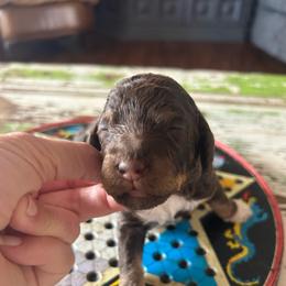 Butter fingers - Tri-color female Bernedoodle puppy in Arabi, Georgia from Huckadoodle Farm