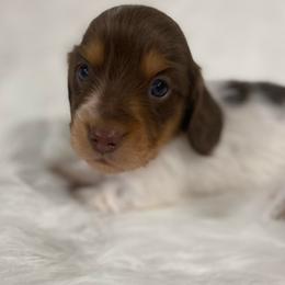 Teddy - Chocolate and tan male Dachshund puppy in Great Bend, Pennsylvania from Dashing Doxies