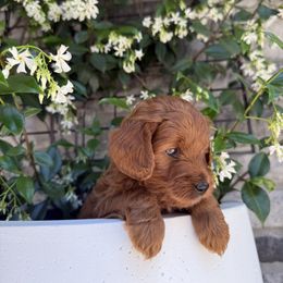 Buddy - Red  male Goldendoodle puppy in Battleground, Washington from Doodles Delight PNW