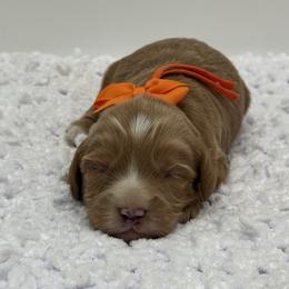 Orange boy - Apricot male Cavapoo puppy in Waskom, Texas from Pearls & Curls doodles & poodles