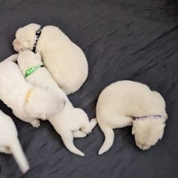 Berger Blanc Suisse puppies from Starfyre Berger Blanc Suisse
