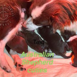 Australian Shepherd puppies from Chisholm Trail Kennels