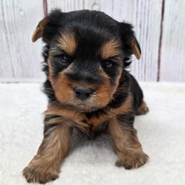 Stokes - Blue and gold male Yorkshire Terrier puppy in Monticello, Iowa from Ashley’s Puppies