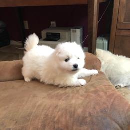 Cupcake - White male American Eskimo Dog puppy in Chandler, Arizona from Colleen’s Eskimos