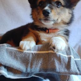 Orange collar - Black and tan female Pembroke Welsh Corgi puppy in Yelm, Washington from Tolbolton Creek Corgis