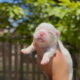 Opalescent Lapis - White male Shih Tzu puppy in Cedar Hill, Texas from Puppy Paper House