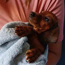 Dachshund Puppies from Dachshund Darlins