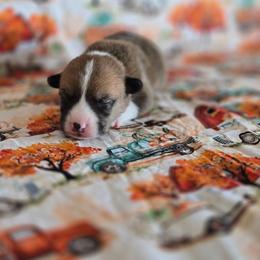 French Fry - Sable male Pembroke Welsh Corgi puppy in Briggsdale, Colorado from Lovebird Corgis
