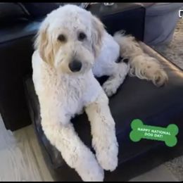 Goldendoodle All Grown Up from Anytime Doodles